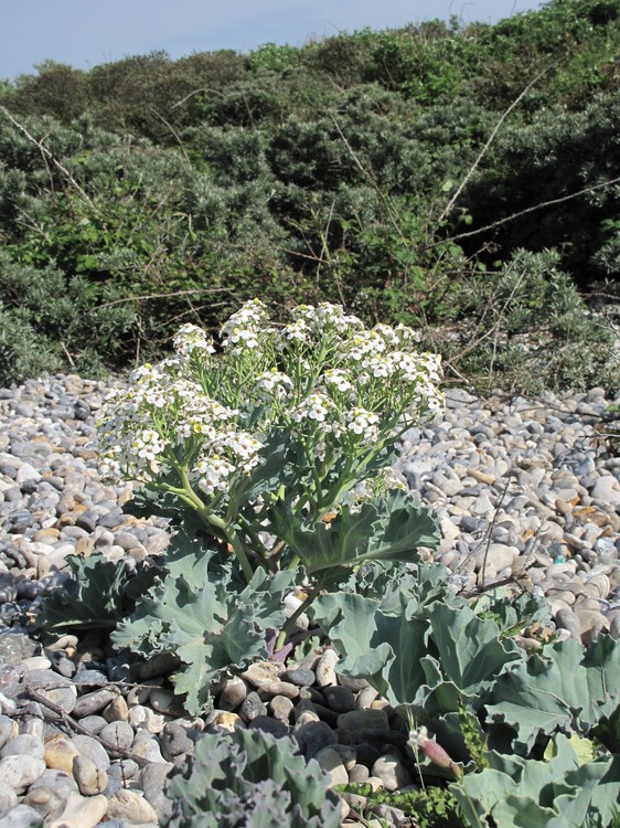 Crambe maritima